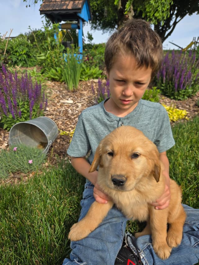 Golden Retriever Puppies media 2