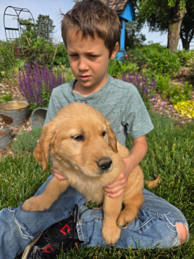 Golden Retriever Puppies media 3
