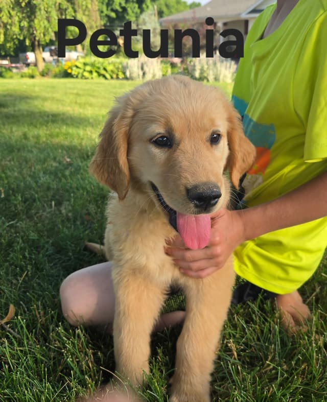 Golden Retriever Puppies media 4