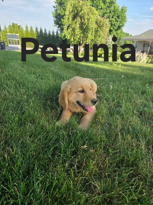 Golden Retriever Puppies media 5
