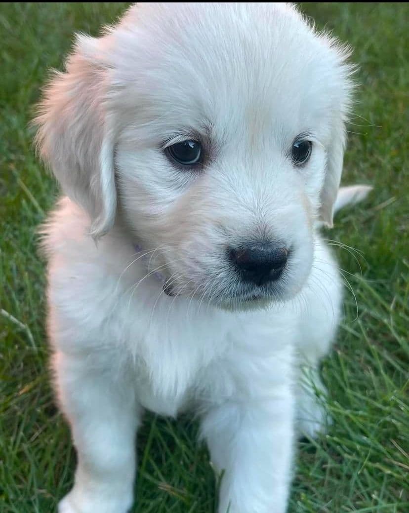 AKC Biewer Terrier Puppies breeder image 5