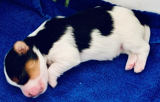 AKC Biewer Terrier Puppies media 2