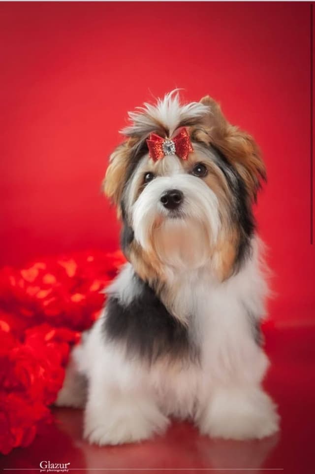 AKC Biewer Terrier Puppies media 3