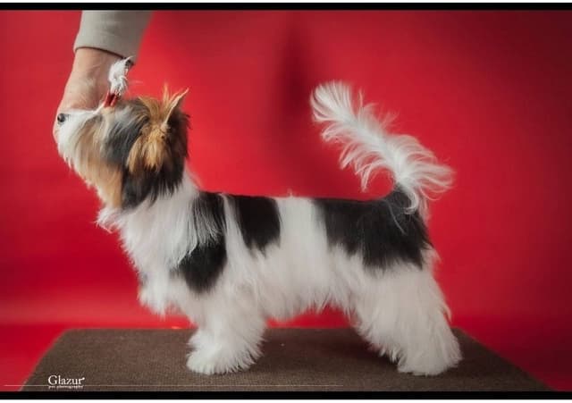 AKC Biewer Terrier Puppies media 4
