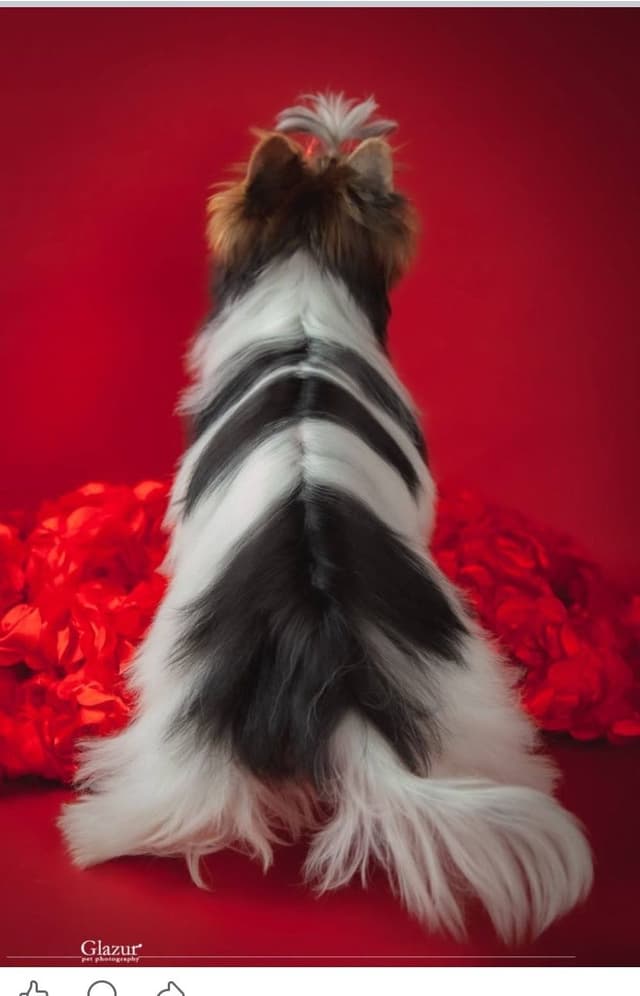 AKC Biewer Terrier Puppies media 5