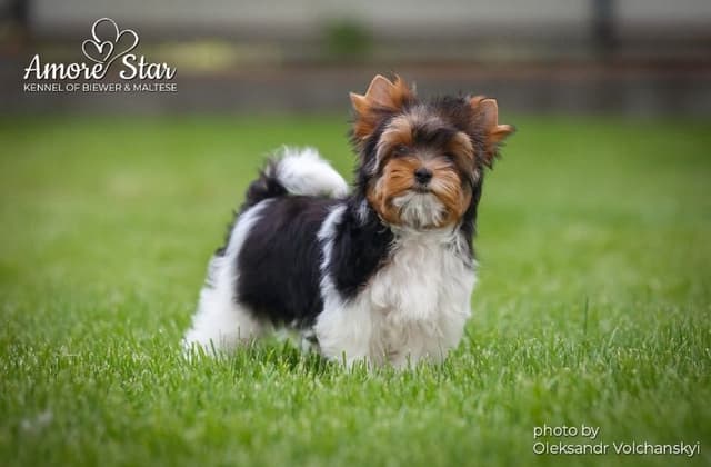AKC Biewer Terrier Puppies media 6