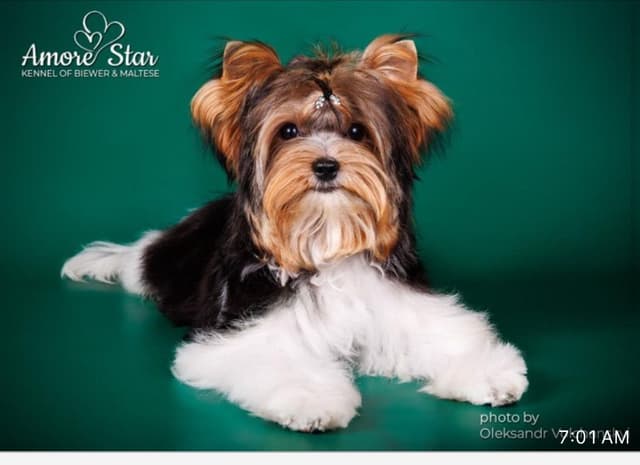 AKC Biewer Terrier Puppies media 7