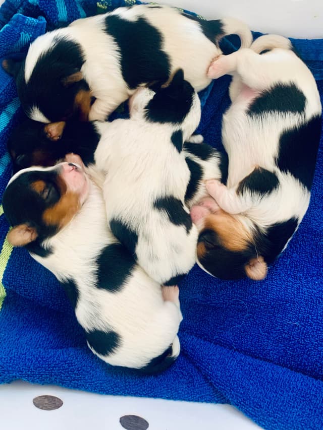AKC Biewer Terrier Puppies media 8