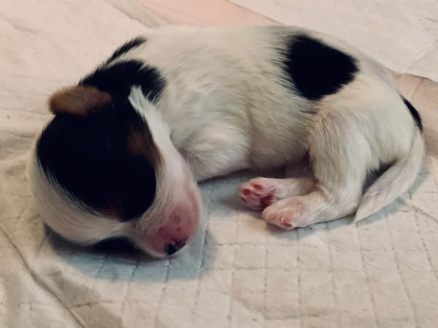 AKC Biewer Terrier Puppies media 9