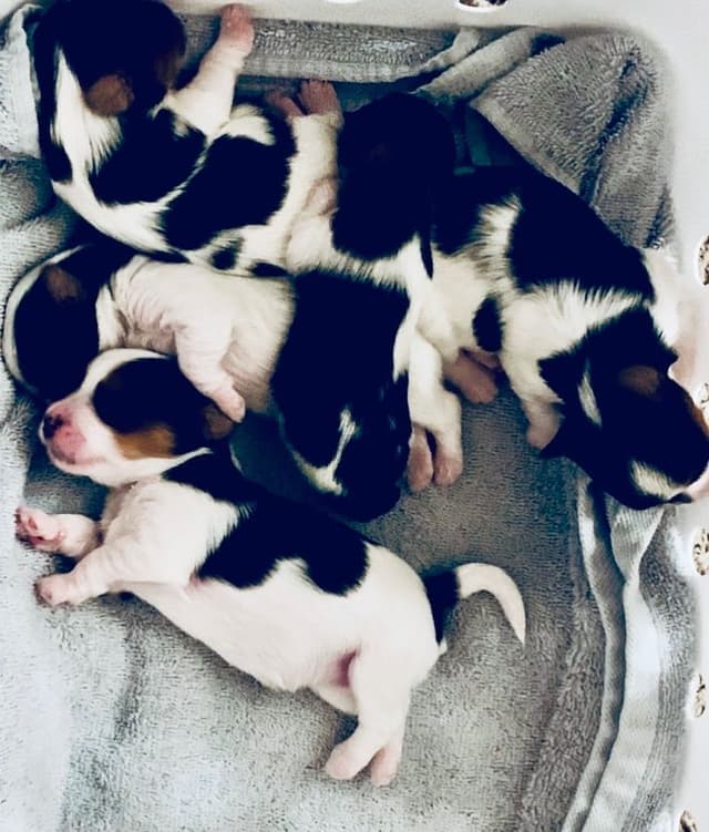 AKC Biewer Terrier Puppies media 10