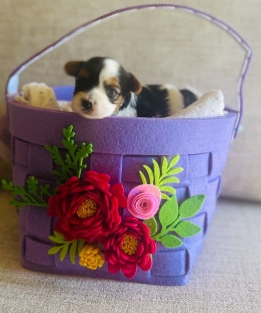 AKC Biewer Terrier Puppies media 11