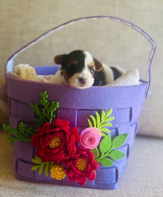 AKC Biewer Terrier Puppies media 12