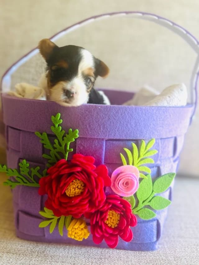 AKC Biewer Terrier Puppies media 13