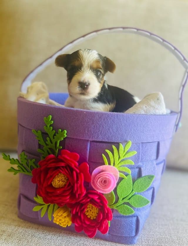 AKC Biewer Terrier Puppies media 14