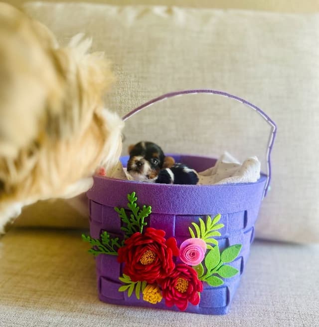 AKC Biewer Terrier Puppies media 15