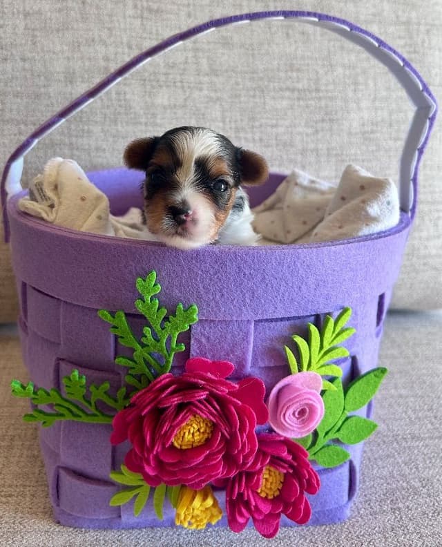 AKC Biewer Terrier Puppies media 16