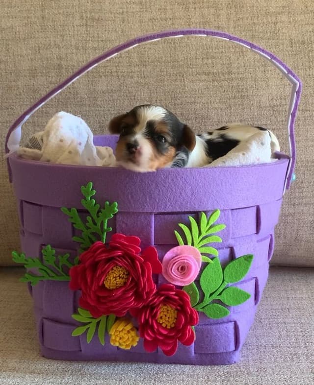 AKC Biewer Terrier Puppies media 18