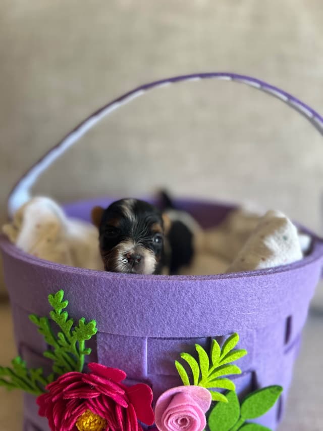 AKC Biewer Terrier Puppies media 20