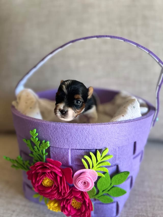 AKC Biewer Terrier Puppies media 21