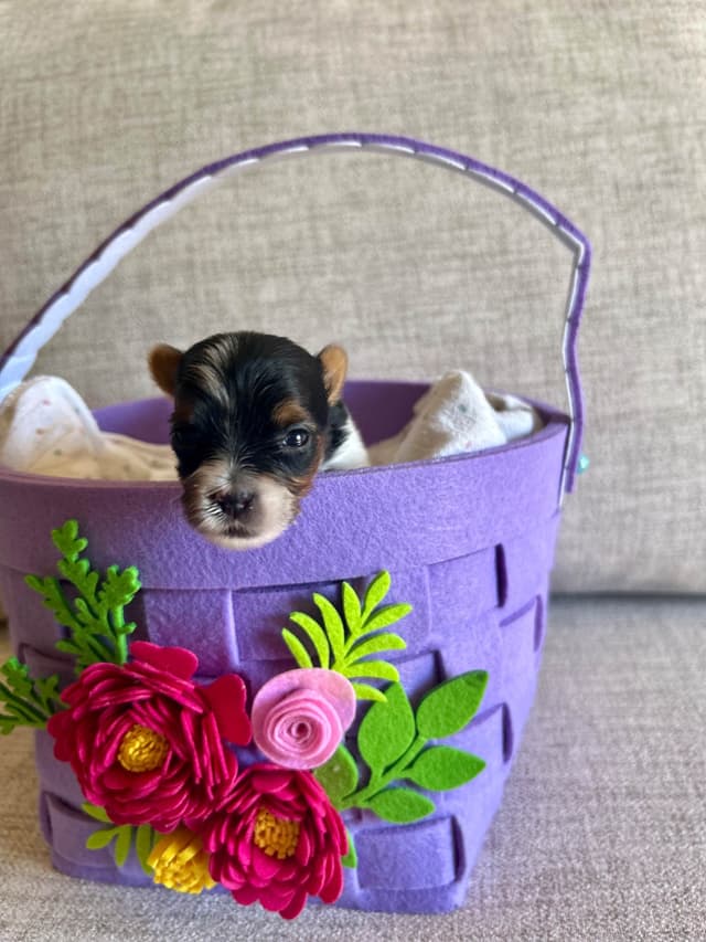 AKC Biewer Terrier Puppies media 22