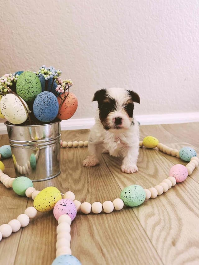 AKC Biewer Terrier Puppies media 23