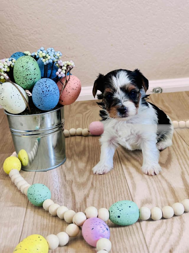AKC Biewer Terrier Puppies media 24