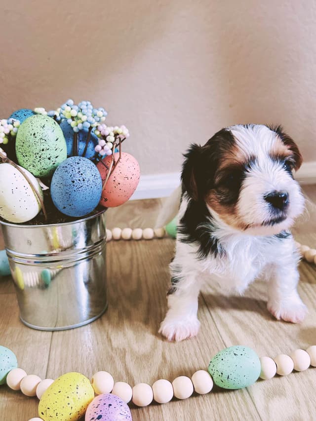 AKC Biewer Terrier Puppies media 25