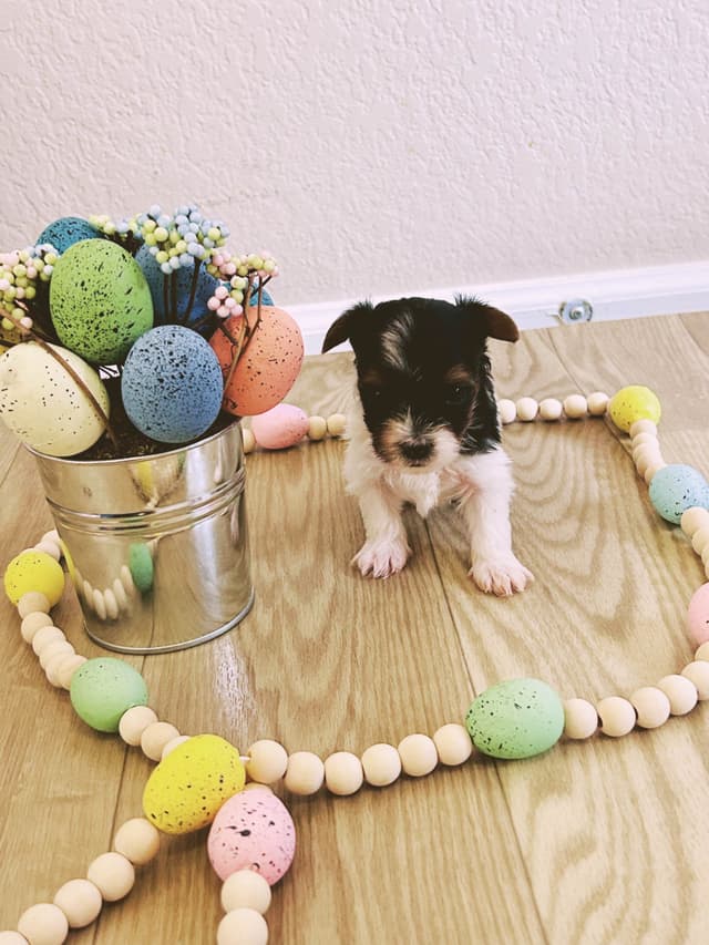 AKC Biewer Terrier Puppies media 26