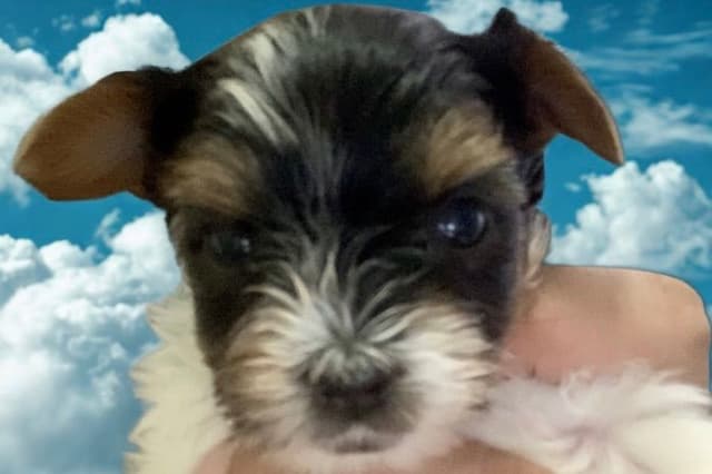 AKC Biewer Terrier Puppies media 27