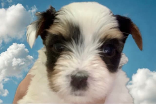 AKC Biewer Terrier Puppies media 28
