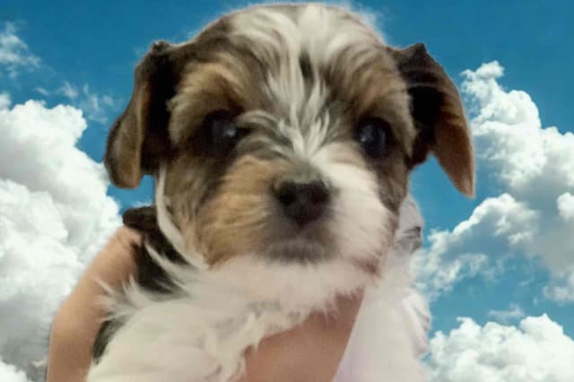 AKC Biewer Terrier Puppies media 29
