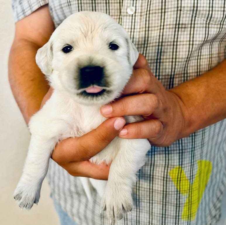 AKC Biewer Terrier Puppies breeder image 13