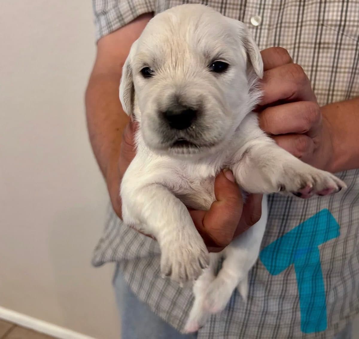 AKC Biewer Terrier Puppies breeder image 14