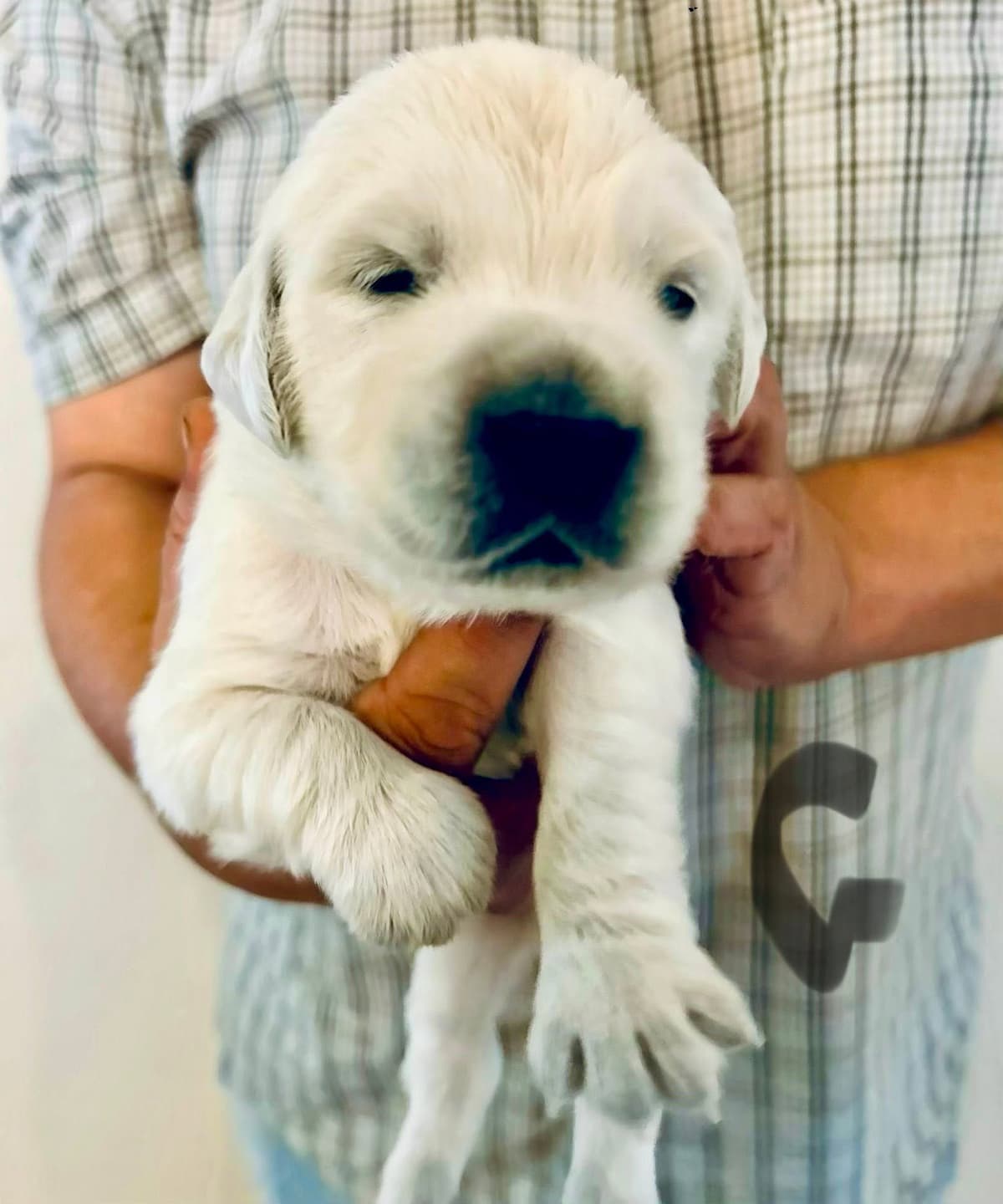 AKC Biewer Terrier Puppies breeder image 15