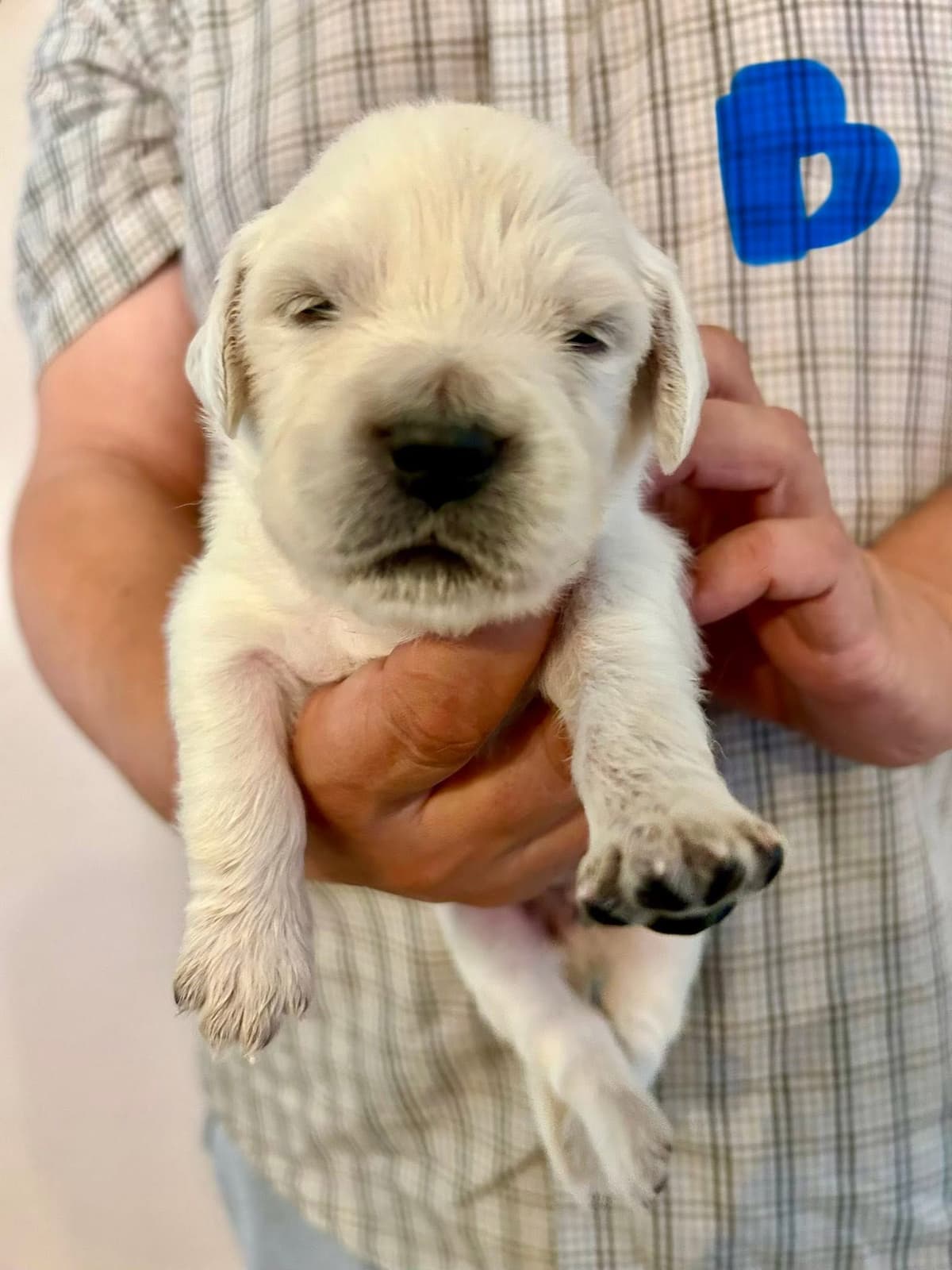 AKC Biewer Terrier Puppies breeder image 17