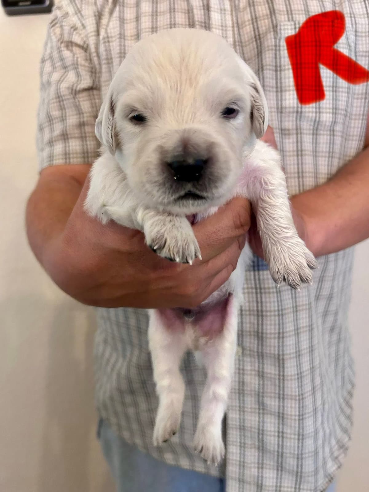 AKC Biewer Terrier Puppies breeder image 20