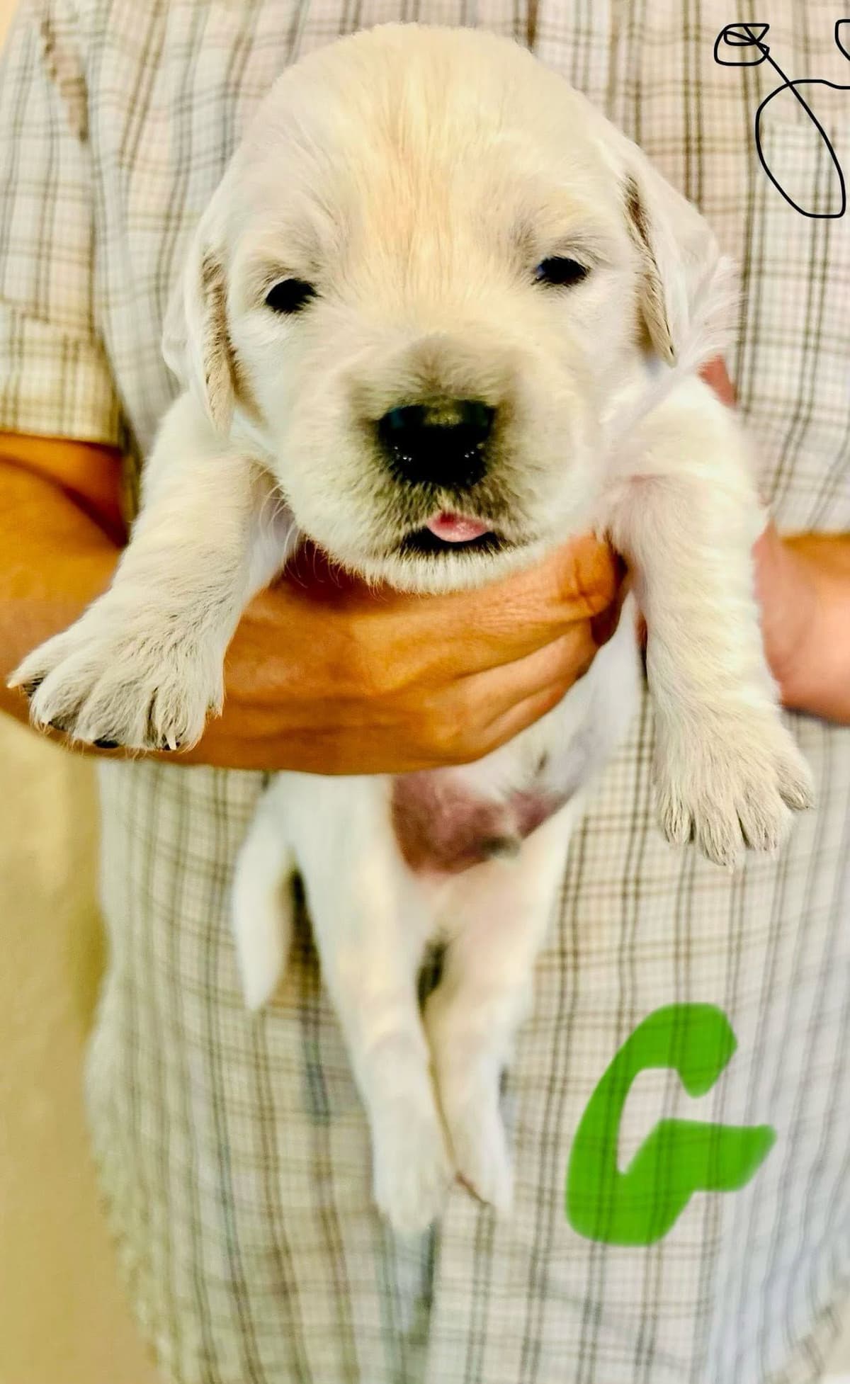AKC Biewer Terrier Puppies breeder image 16