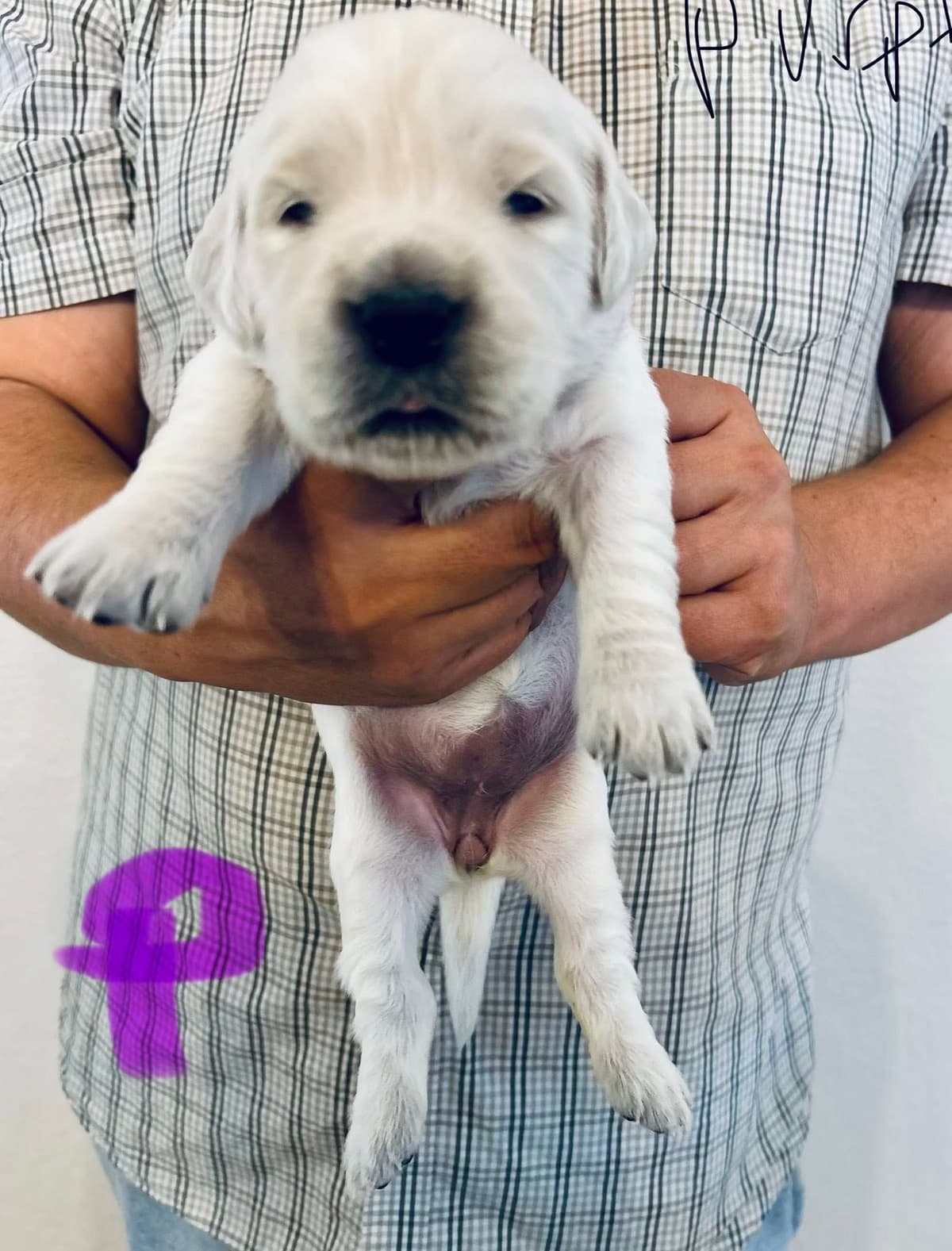 AKC Biewer Terrier Puppies breeder image 19