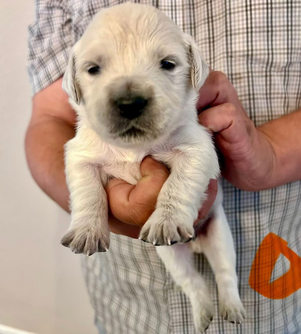 AKC Biewer Terrier Puppies breeder image 18