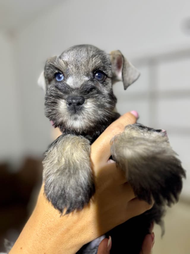 Miniature Schnauzer Puppies media 2