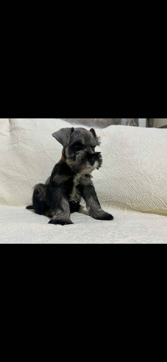 Miniature Schnauzer Puppies media 3