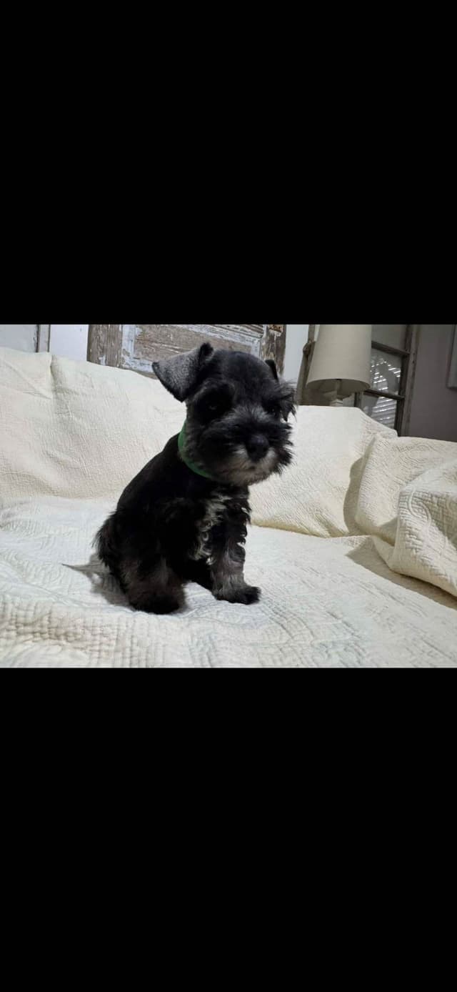 Miniature Schnauzer Puppies media 4