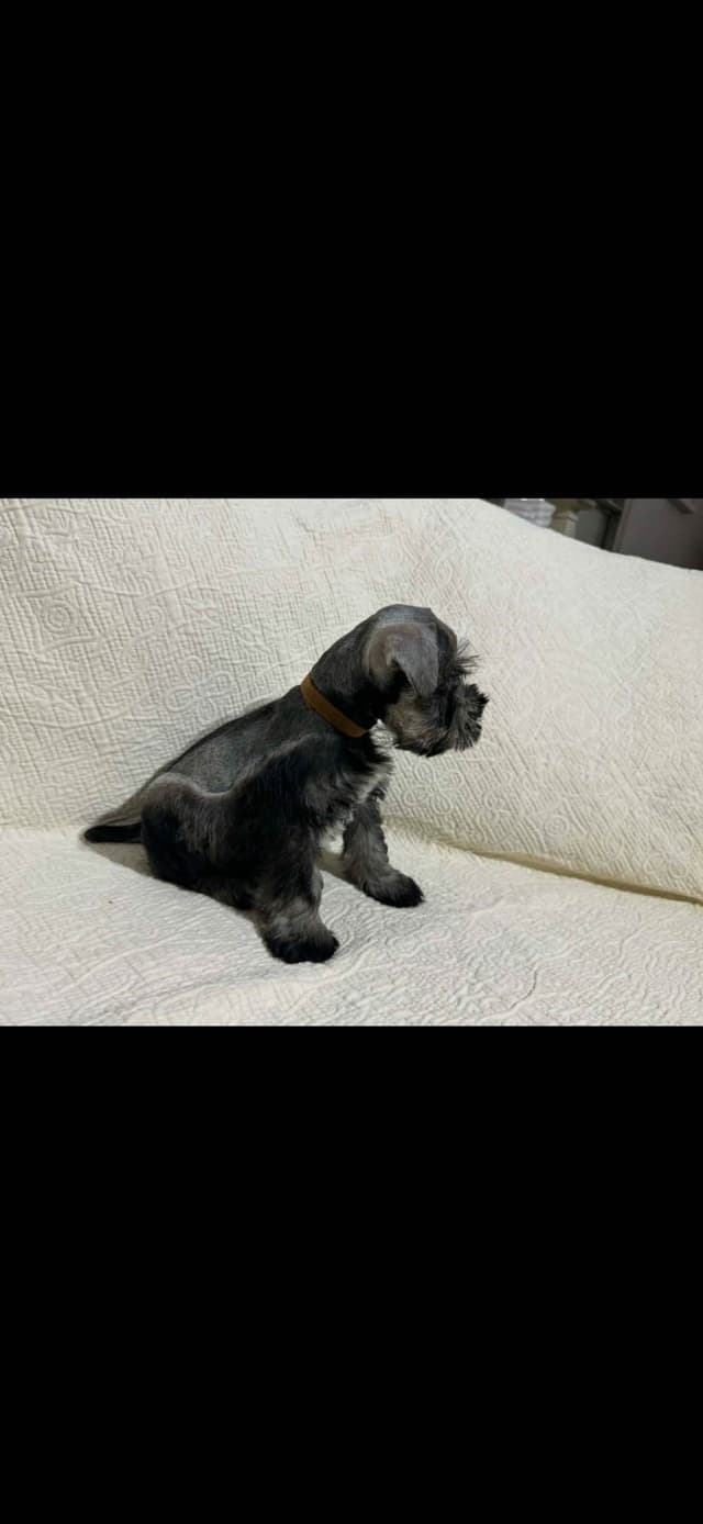 Miniature Schnauzer Puppies media 5