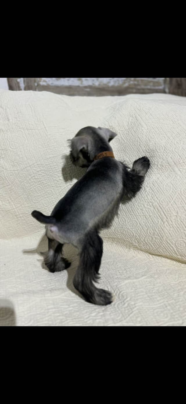 Miniature Schnauzer Puppies media 6