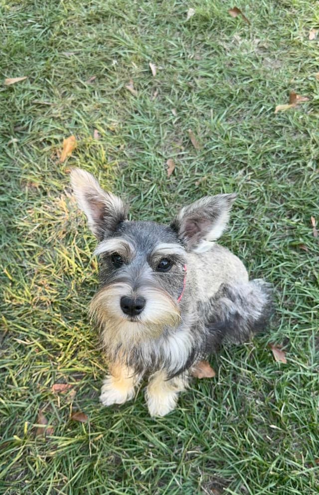 Miniature Schnauzer Puppies media 8