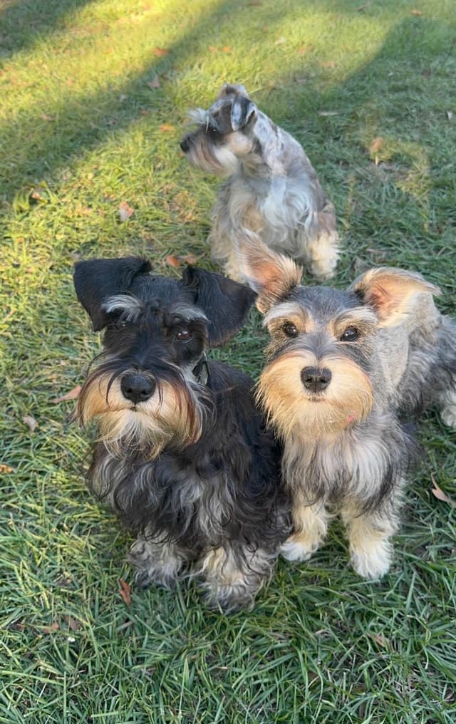 Miniature Schnauzer Puppies media 7