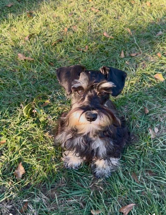 Miniature Schnauzer Puppies media 9