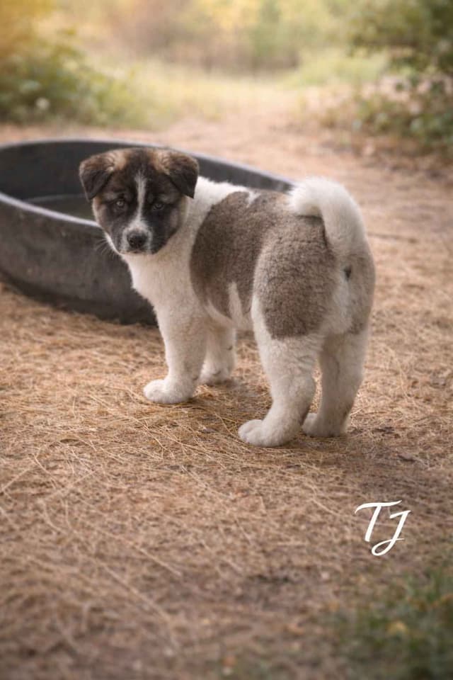 Akita Puppies media 2