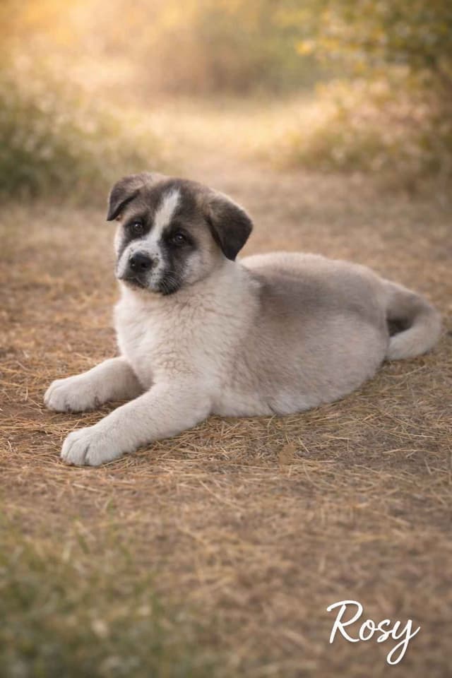 Akita Puppies media 3