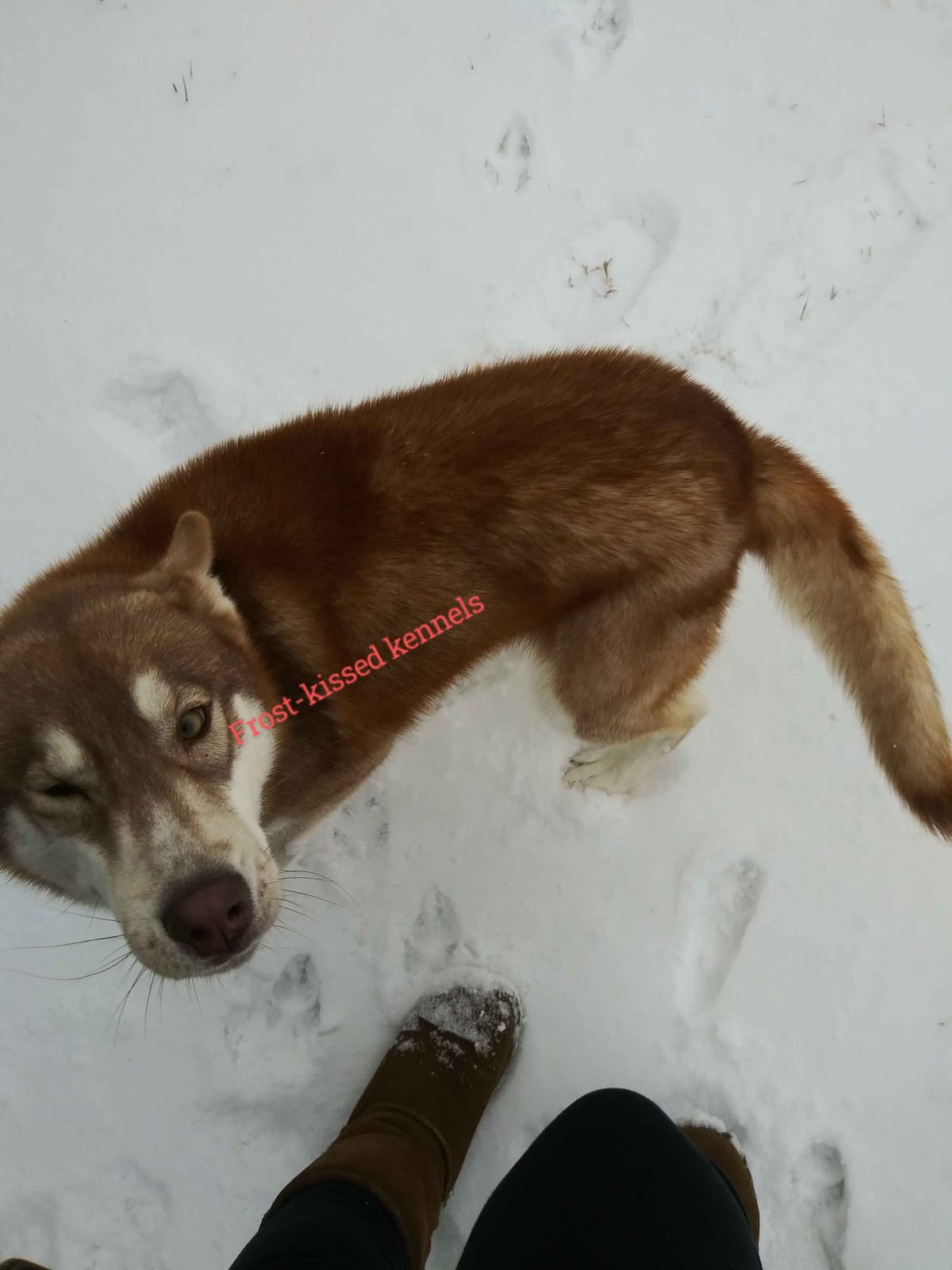 Siberian Husky Puppies breeder image 4